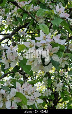 Oberirsen Themenfoto: Natur, Fruehjahr, Obst, Apfel, Apfelbluete, 18.04.2024 Nahaufnahme bluehender Apfelbaeume und Ihre Blueten Themenfoto: Natur, Fruehjahr, Obst, Apfel, Apfelbluete, 18.04.2024 *** Oberirsen Thema Foto Natur, Frühling, Obst, Apfel, Apfelblüte, 18 04 2024 Nahaufnahme blühender Apfelbäume und ihrer Blüten Thema Foto Natur, Frühling, Obst, Apfel, Apfelblüte, 18 04 2024 Copyright: xAugstx/xEibner-Pressefotox EP jat Stockfoto