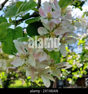 Oberirsen Themenfoto: Natur, Fruehjahr, Obst, Apfel, Apfelbluete, 18.04.2024 Nahaufnahme bluehender Apfelbaeume und Ihre Blueten Themenfoto: Natur, Fruehjahr, Obst, Apfel, Apfelbluete, 18.04.2024 *** Oberirsen Thema Foto Natur, Frühling, Obst, Apfel, Apfelblüte, 18 04 2024 Nahaufnahme blühender Apfelbäume und ihrer Blüten Thema Foto Natur, Frühling, Obst, Apfel, Apfelblüte, 18 04 2024 Copyright: xAugstx/xEibner-Pressefotox EP jat Stockfoto