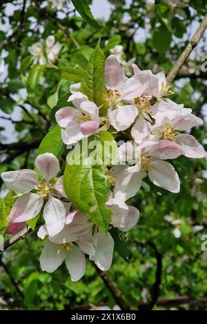 Oberirsen Themenfoto: Natur, Fruehjahr, Obst, Apfel, Apfelbluete, 18.04.2024 Nahaufnahme bluehender Apfelbaeume und Ihre Blueten Themenfoto: Natur, Fruehjahr, Obst, Apfel, Apfelbluete, 18.04.2024 *** Oberirsen Thema Foto Natur, Frühling, Obst, Apfel, Apfelblüte, 18 04 2024 Nahaufnahme blühender Apfelbäume und ihrer Blüten Thema Foto Natur, Frühling, Obst, Apfel, Apfelblüte, 18 04 2024 Copyright: xAugstx/xEibner-Pressefotox EP jat Stockfoto