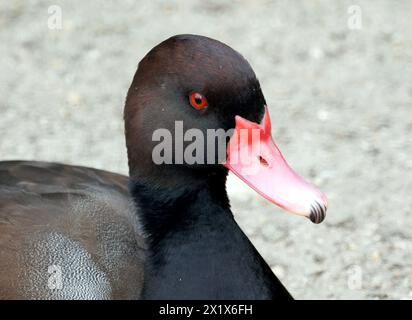 Rosischnabel-Pochard, Rosybill- oder Rosybill-Pochard, Peposakaente, nette Demi-deuil, Netta peposaca, Peposzaka réce Stockfoto