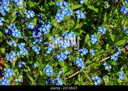 Wood Forget-me-not oder Forest Forget-me-not - Myosotis sylvatica Blumen. Vom April 2024. Stockfoto