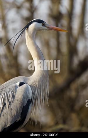 Ein Graureiher (Ardea cinerea), der auf seinem Nest in Wien steht Stockfoto