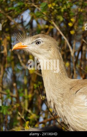 Porträt einer Rotbeinseriema oder eines Kammkariamas (Cariama Cristata) mit grünen Bäumen und Ästen im Hintergrund Stockfoto