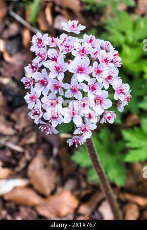 Zarte Blüten der Darmera peltata (indischer Rhabarber oder Regenschirmpflanze). Stockfoto