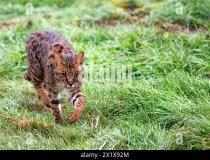 Domesticed Savannah Katze, die auf der Jagd nach Vögeln durch langes Gras streift. Grüner Hintergrund für Kopierraum und Text an der Seite Stockfoto