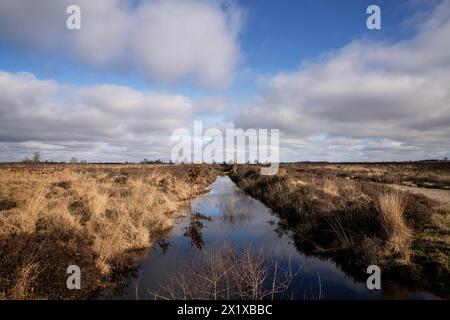 Das Naturschutzgebiet Balloërveld, auch Ballooërveld, ist ein 367 Hektar großes Heidefeld in der Gemeinde AA en Hunze in der niederländischen Provinz Drenthe. Stockfoto