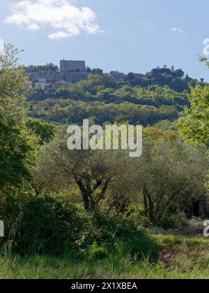 Olivenhain mit Rocca dei Papi (Papstfelsen) auf einem Hügel in Montefiascone, Italien. April 2024 Stockfoto