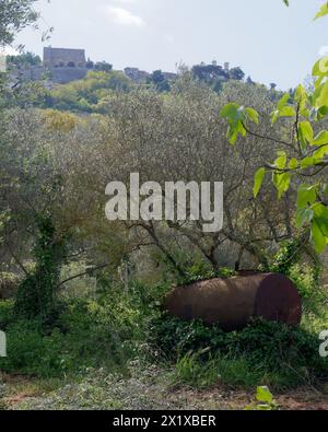 Olivenhain mit Rocca dei Papi (Papstfelsen) auf einem Hügel in Montefiascone, Italien. April 2024 Stockfoto