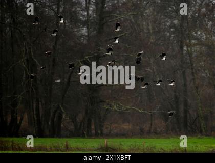 Herde von Lapwings, Vanellus Vanellus auf dem Flug mit einem Wald im Hintergrund, Raum für Kopierraum und Text Stockfoto