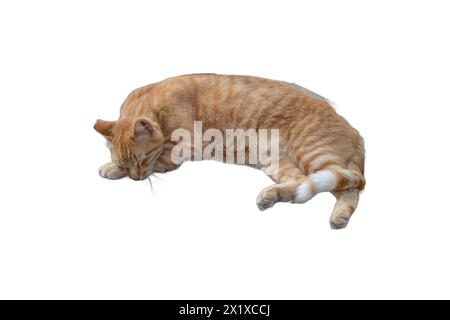 Isolierte Darstellungen liegender Katzen in verschiedenen Haltungen. Ideal für Tiermotive, Illustrationen mit Tiermotiven und gemütliche visuelle Kompositionen Stockfoto