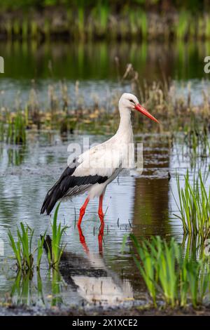 Weißstorch (Ciconia ciconia), der im Frühjahr im Flachwasser in Sumpfgebieten/Feuchtgebieten auf Nahrungssuche ist Stockfoto