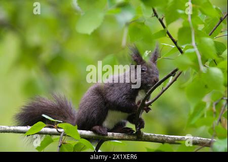 Sciurus vulgaris aka das rote Eichhörnchen (schwarze Form) klettert im Frühling auf den Baum. Stockfoto