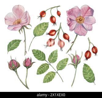 Hunderose, rosa Canina Aquarellblume Clipart. Rosafarbene Blüte, Hüftrosen, Knospen und Blätter von Wildrosen. Botanische Briar-Illustration für Design, Druck, Schönheit, Kosmetik, Parfüm, Etiketten, Lebensmittel Stockfoto