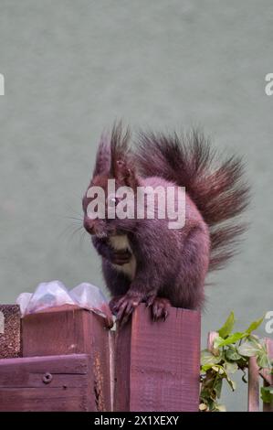 Sciurus vulgaris, auch bekannt als das rote Eichhörnchen (schwarze Form), sitzt auf dem Bürgersteig im Wohngebiet. Stockfoto