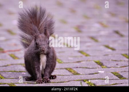 Sciurus vulgaris, auch bekannt als das rote Eichhörnchen (schwarze Form), sitzt auf dem Bürgersteig im Wohngebiet. Stockfoto