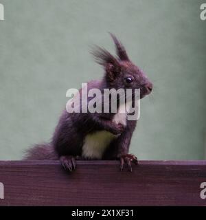 Sciurus vulgaris, auch bekannt als das rote Eichhörnchen (schwarze Form), sitzt auf dem Bürgersteig im Wohngebiet. Stockfoto