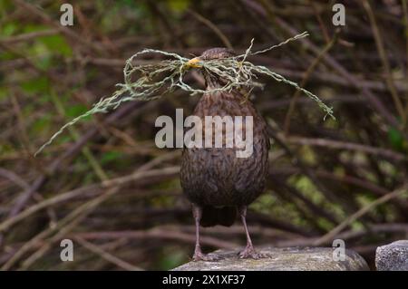 Singvogel Turdus merula, auch bekannt als Eurasische Amselweibchen, baut ihr Nest im Frühling. Stockfoto