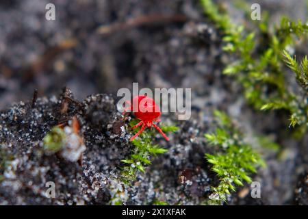 Nahaufnahme einer winzigen, hellroten Milbe, Trombidium holosericeum, der Samtmilbe Stockfoto