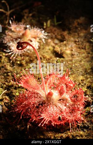 Oder Sonnentau Drosera tokaiensis ist fleischfressende Pflanze Trap winzige Insekten sind mit klebrigen Schleim Stockfoto