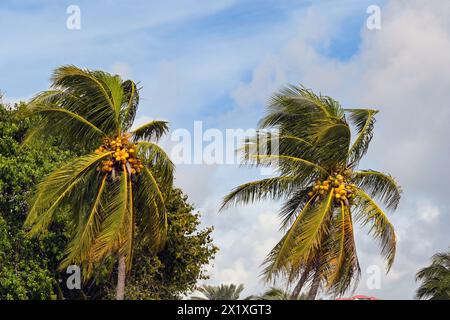 Palmen mit Kokosnüssen, die im Wind schweben Stockfoto