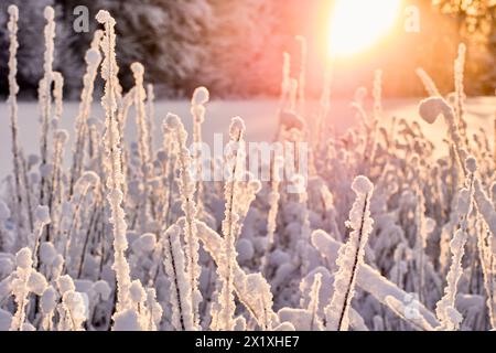 Schnee, der an der Feldvegetation hängt, wird von der Wintersonne beleuchtet. Stockfoto