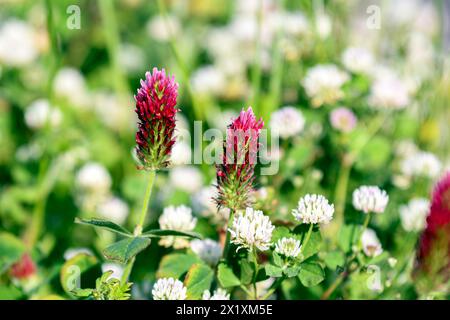Nahaufnahme von Karmesinklee (Trifolium incarnatum) blüht im April in Alabama unter Weißklee (Trifolium erneuert). Stockfoto