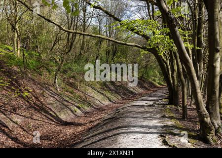 Wendover, Großbritannien. April 2024. Ein Brückenweg durch Wälder auf dem Bacombe Hill. Der Bacombe Hill ist eine alte Kreidefläche in den Chilterns. Quelle: Mark Kerrison/Alamy Live News Stockfoto