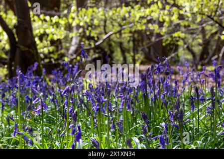 Wendover, Großbritannien. April 2024. Glockenblumen sind in Blüte im Wald auf dem Bacombe Hill zu sehen. In Großbritannien leben mehr als die Hälfte der Weltbevölkerung von Blauglocken. Quelle: Mark Kerrison/Alamy Live News Stockfoto