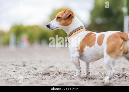 Jack Russell Terrier beobachtet aufmerksam nebenbei Stockfoto