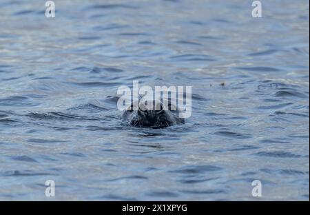 Seals, Orkney, Schottland Stockfoto