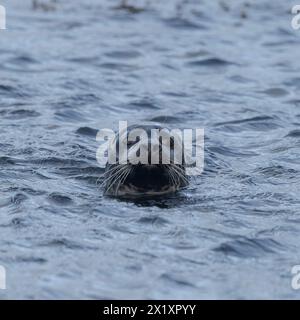 Seals, Orkney, Schottland Stockfoto