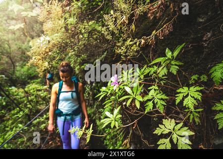 Beschreibung: Rucksacktouristen Spaziergänge entlang des malerischen Wanderweges, der von Pflanzen bewachsen ist, durch den Regenwald von Madeira. Levada von Caldeirão Verde, Madeira Stockfoto