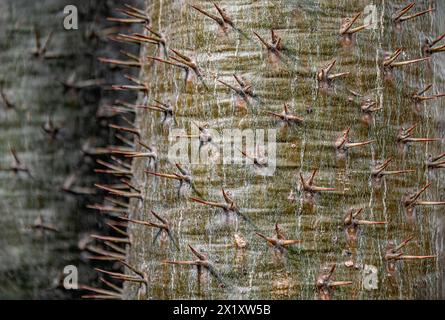 Nahaufnahme der Dornen einer Madagaskar-Palme (Pachypodium Lamerei) im Botanischen Garten Dresden, Sachsen Stockfoto