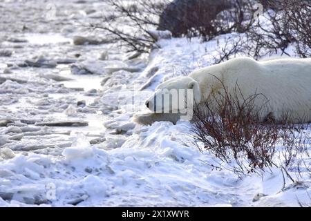 Ein Eisbär in der Nähe von Churchill, Kanada, macht ein Nickerchen. Stockfoto