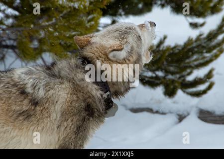 Wolf heult im Schnee im Yellowstone-Nationalpark. Stockfoto