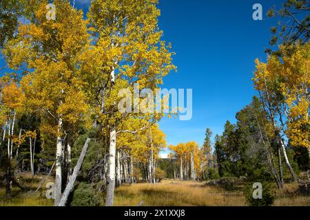 Ein Aspenhain im Herbst entlang der Grand Loop Road südwestlich von Mammoth Hot Springs. Stockfoto