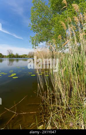 Auf dem Weg zwischen dem Vogelschutzgebiet NSG Garstadt und der Mainebne bei Hirschfeld und Heidenfeld im Landkreis Schweinfurt, Unterfranken, Bavar Stockfoto