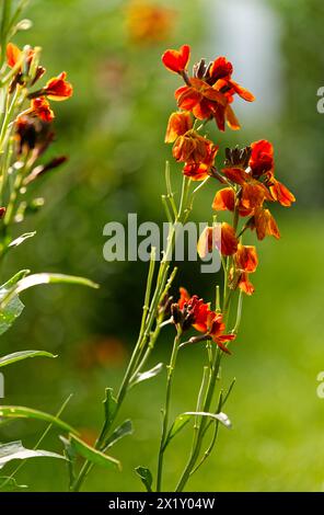 Goldlack, Erysimum cheiri Stockfoto