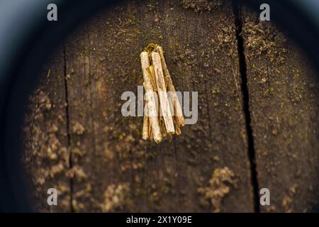 Familie Psychidae Tasche wilde Natur Insekten Fotografie, Bild, Tapete Stockfoto