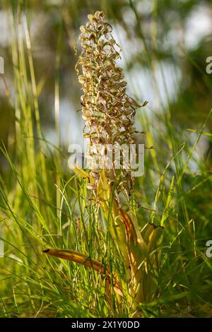 Bockbäuchige Zunge oder Bocksorchis, Himantoglossum hircinum Stockfoto