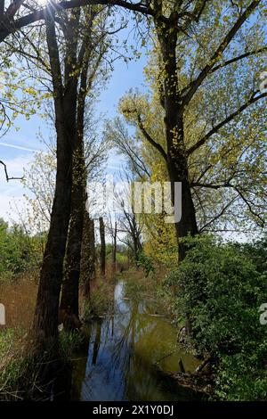 Auf dem Weg zwischen dem Vogelschutzgebiet NSG Garstadt und der Mainebne bei Hirschfeld und Heidenfeld im Landkreis Schweinfurt, Unterfranken, Bavar Stockfoto