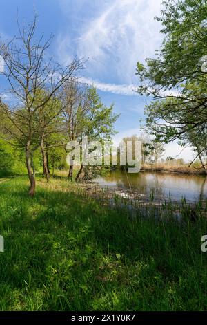 Auf dem Weg zwischen dem Vogelschutzgebiet NSG Garstadt und der Mainebne bei Hirschfeld und Heidenfeld im Landkreis Schweinfurt, Unterfranken, Bavar Stockfoto