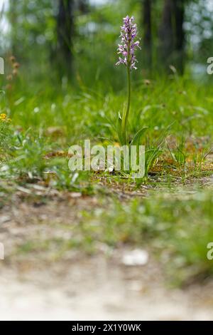 Helm-Orchidee, Orchis militaris Stockfoto