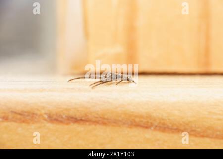 Tmarus Piger Familie Thomisidae Gattung Tmarus Krabbenspinne wilde Natur Insektenfotografie, Bild, Tapete Stockfoto