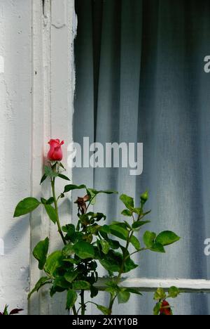 Eine Rosenpflanze mit roten Blütenknospen und grünen Blättern wächst vor einem Fenster mit weißen Rahmen auf. Stockfoto