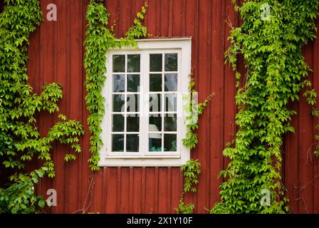 Schwedisches rotes hölzernes Stadthaus mit einem Fenster mit weißen Rahmen und frischen grünen Kletterweinen im Sommer. Stockfoto