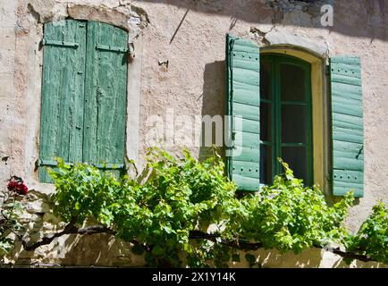 Altes Steingebäude mit Fenstern und grünen Holzläden hinter üppiger Kletterrebe im Garten. Stockfoto