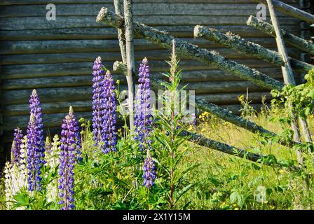 Altes schwedisches graues Fachwerkgebäude mit typischem Rundholzzaun und blühenden Lupinenblüten im Sommer. Stockfoto