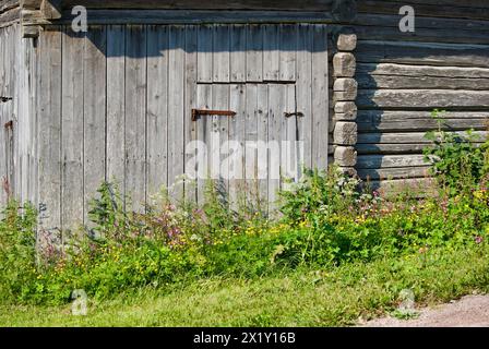 Schwedische alte graue Holzscheune hinter wilden Wiesenblumen in einer ländlichen Sommerlandschaft. Stockfoto