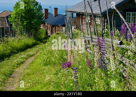 Schwedische ländliche Landschaft mit einer schmalen Straße zwischen Blockhäusern mit Rundholzzäunen und blühenden Lupinenblüten im Sommer. Stockfoto